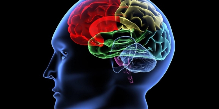 Британские ученые получили премию за изучение “химии памяти”