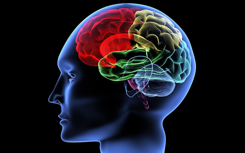 Украинские нейрохирурги готовы лечить эпилепсию путем разделения полушарий мозга 1