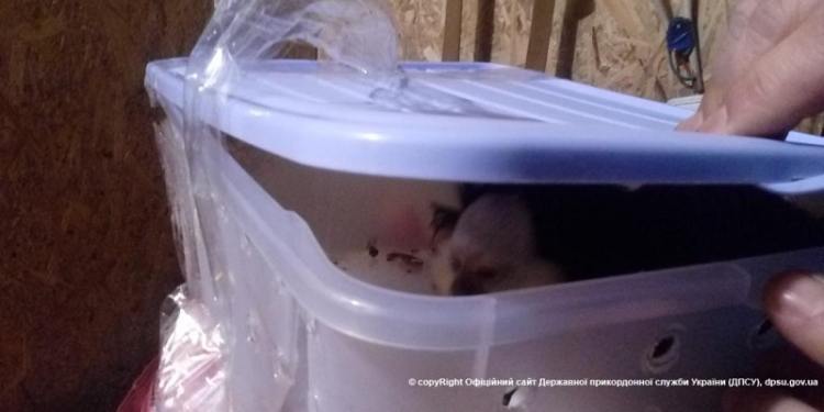 Обезьяны на границе. Маленькие и в клетке