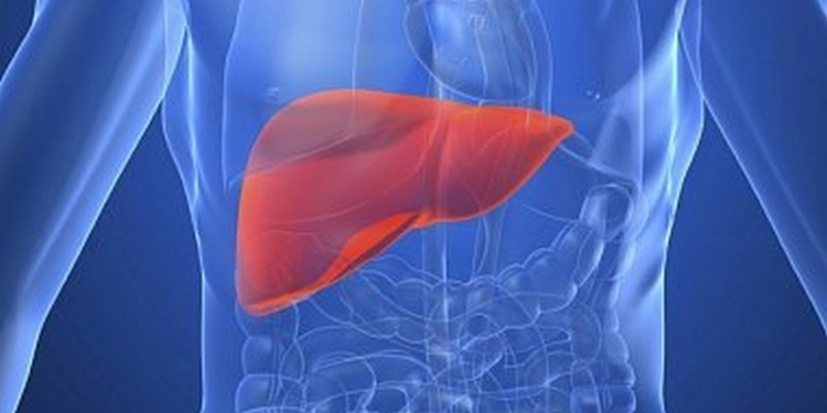 В Японии вырастили полнофункциональную мини-печень человека