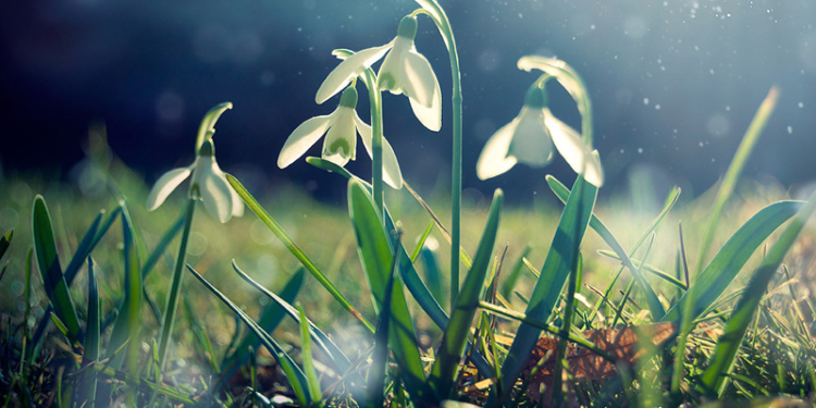 Тревога: с приходом весны началась массовая охота за подснежниками