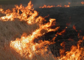 В Николаевской области за неделю – 18 пожаров в экосистемах