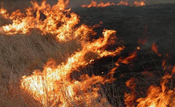 В Николаевской области за неделю – 18 пожаров в экосистемах