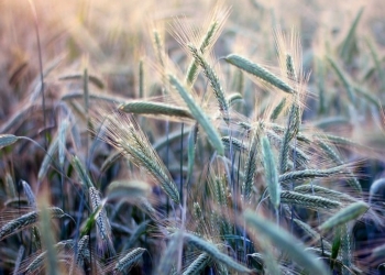 В 2015 году льготники-аграрии не заплатили в госбюджет 28 млрд. грн. НДС