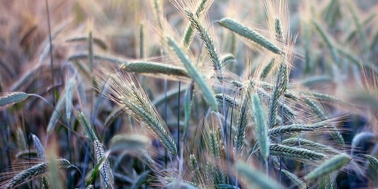 В 2015 году льготники-аграрии не заплатили в госбюджет 28 млрд. грн. НДС