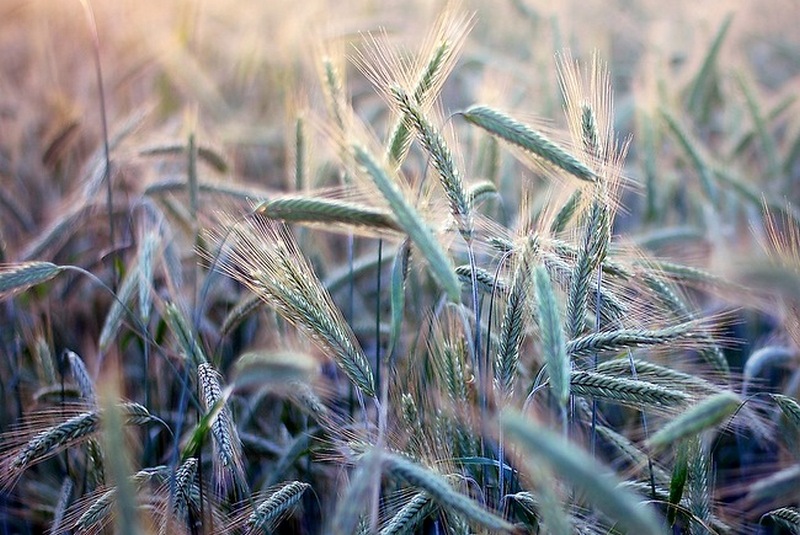 Во Врадиевском районе горело поле с пшеницей – спасли 100 га, хотя 13,5 га сгорело 1