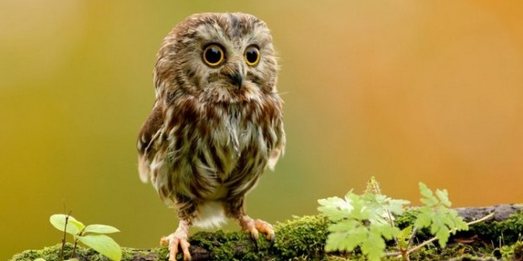 Николаевский зоопарк зовет всех вместе отпраздновать День птиц