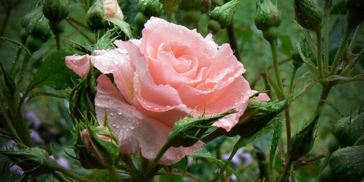 Для красоты всегда найдется место: в Николаевском зоопарке высадят 50 кустов роз