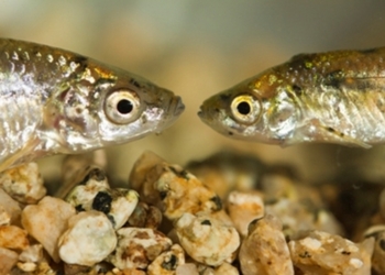 С 1 апреля в Николаевской области – запрет на рыбалку: рыба идет на нерест