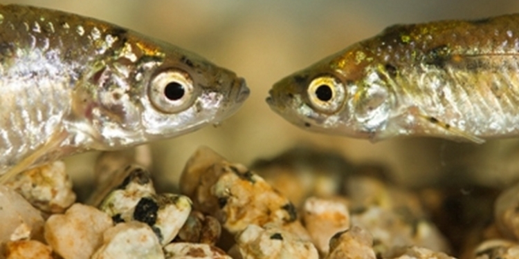 С 1 апреля в Николаевской области – запрет на рыбалку: рыба идет на нерест