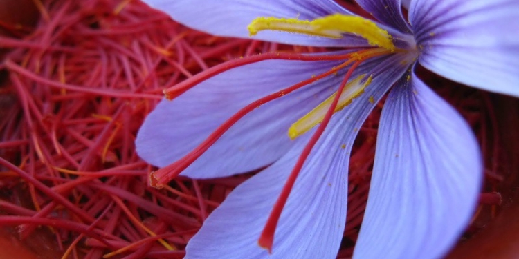 В Херсонской области начали выращивать шафран