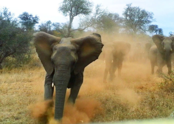 В Индии дикие слоны затоптали четырех человек