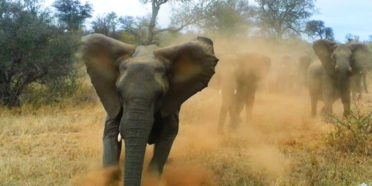 В Индии дикие слоны затоптали четырех человек