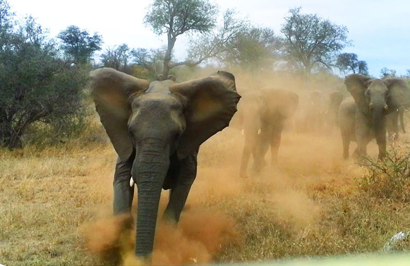 В Индии слон остановил движение, чтобы слониха со слонятами перешли через дорогу 1