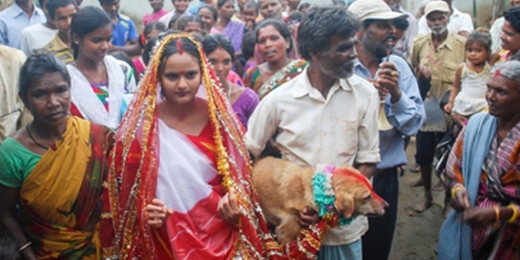 В Индии на собачьей свадьбе погуляли пять тысяч человек