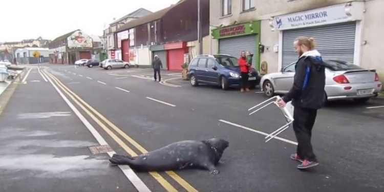 Настойчивый тюлень каждый день обедает в ирландском ресторане