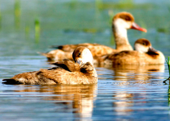 В Испании отменили “утиный” фестиваль. Из-за общественников