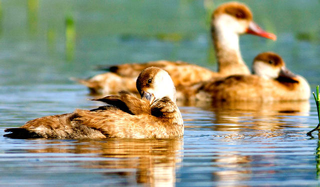 В Испании отменили “утиный” фестиваль. Из-за общественников