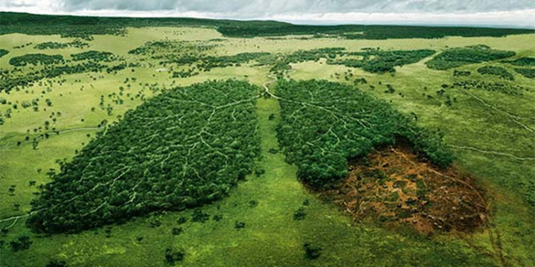 Румыния приравняла незаконную вырубку леса к терроризму