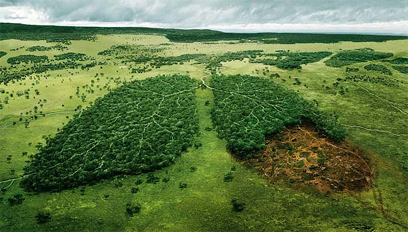 Экологи бьют тревогу: только треть тропических лесов во всем мире нетронута 1