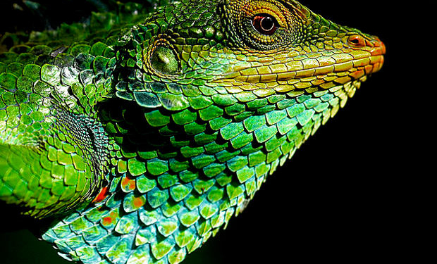 Ящерицы «доказали» существование моста между Индией и Азией 55 миллионов лет назад