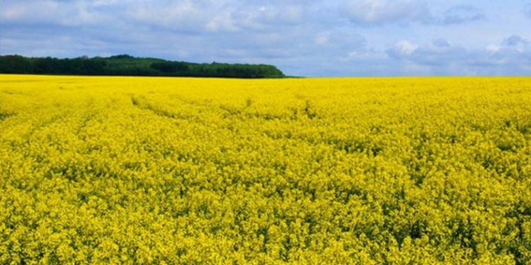 Украина каждый год теряет $ 6 млрд. из-за вымывания потенциала своих черноземов