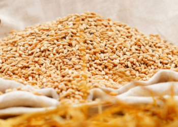 Результаты 2015 года николаевских аграриев: больше подсолнечника, меньше рапса. Инфографика