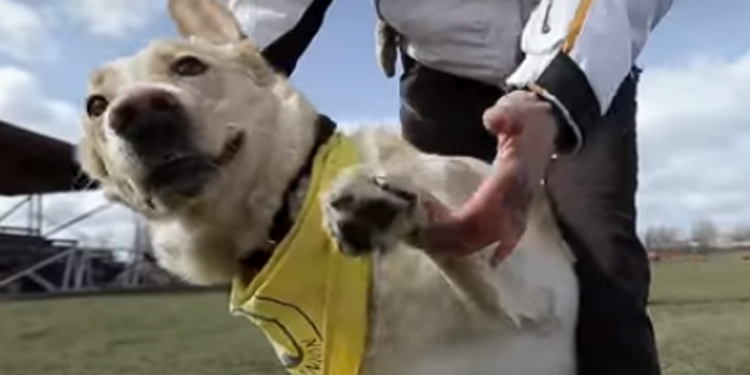 «Друг героя» – канадские кинологи готовят специально обученных собак для ветеранов АТО