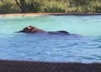 Бегемот выкупался в бассейне отеля в Южной Африке