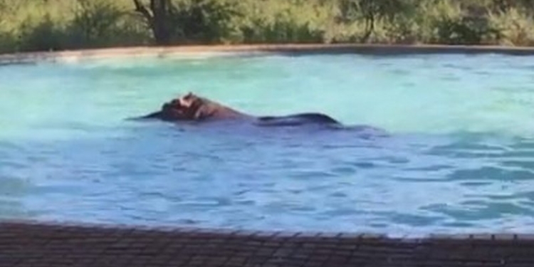 Бегемот выкупался в бассейне отеля в Южной Африке