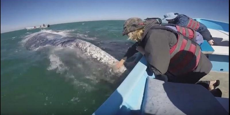 Мексиканские киты ластятся к туристам