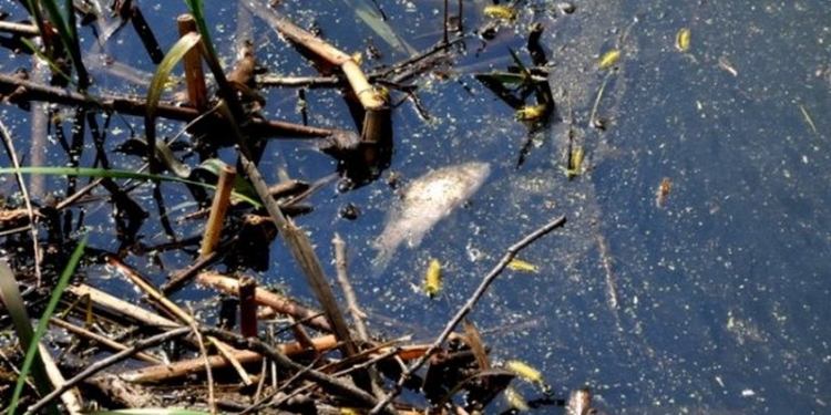 В Житомирской области сброс отходов производства картонно-бумажной фабрики привёл к экокатастрофе на двух реках