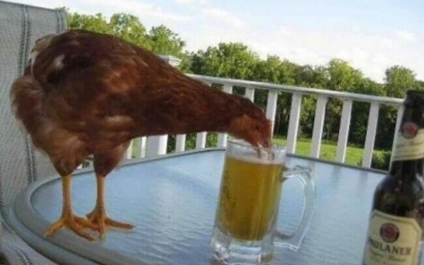 Что вы знаете о наглости? Эти животные показывают, что она может быть безграничной!