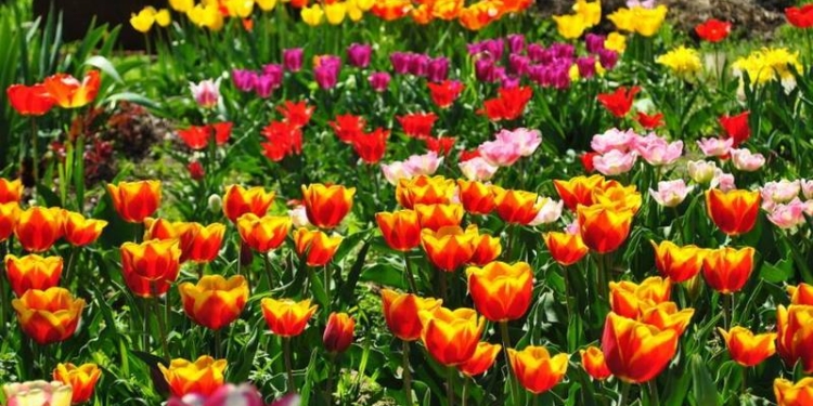 «Тюльпановая радуга-2016» закончилась. Да здравствует «Тюльпановая радуга-2017»!