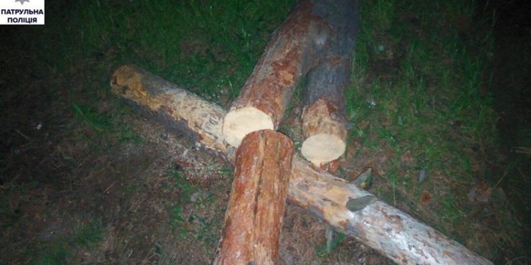 В урочище у «Маяка» двое граждан рубили сосны?