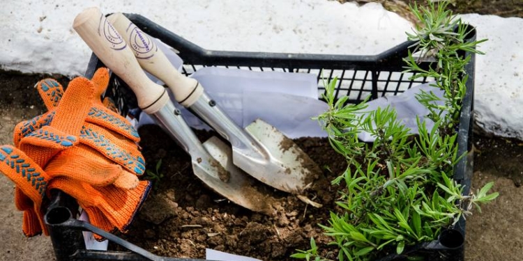 В Николаевском гериатрическом пансионате распустятся сто кустов лаванды