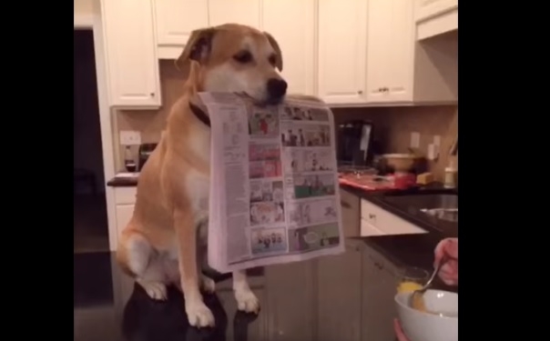 Услужливый пес  восхищает пользователей Интернета