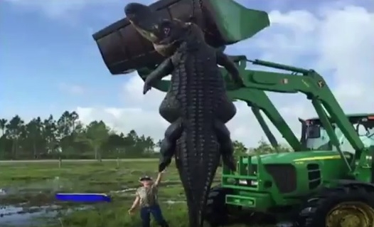 Во Флориде убили огромного аллигатора, который терроризировал фермеров