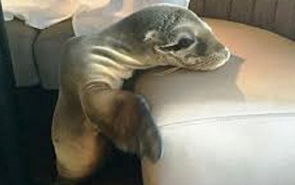 Спасенного морского льва возвратили в дикую природу