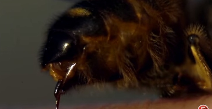 Самые массовые и смертельно опасные “группировки” животного мира. Как спасаются люди