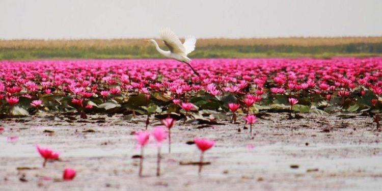 Божественная красота! Озеро красных лотосов