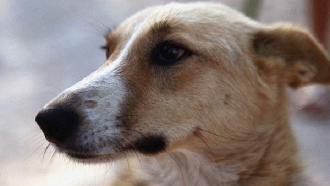 Счастливая собака-туристка и альпинистка живет во Львове