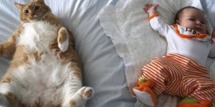 Почему кошек непреодолимо тянет к младенцам
