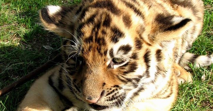 Посмотрите, кто родился! Весенний бэби-бум в Николаевском зоопарке набирает обороты