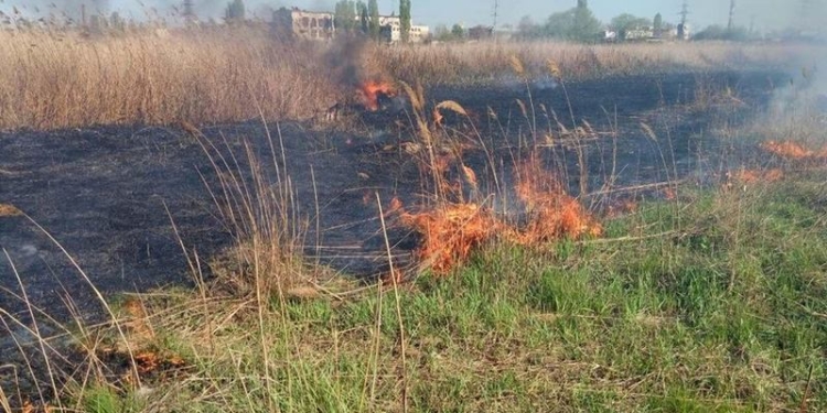 Патрульные Николаева помогли тушить пожар в парке «Лески»