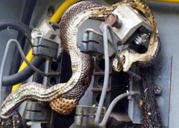 В США змея перекусила провод в электрощитке и…