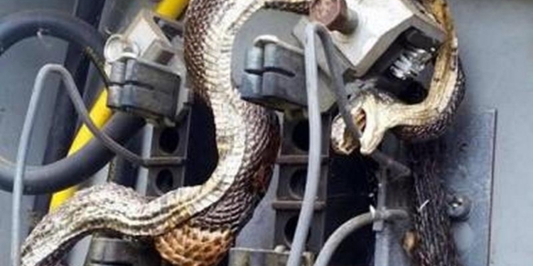 В США змея перекусила провод в электрощитке и…
