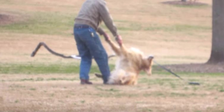 Шоу ленивой собаки. Пес притворился мертвым, чтоб не слушаться хозяина