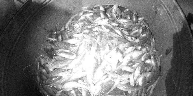 Рыбаку-браконьеру не удалось обмануть николаевских патрульных