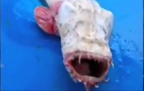 Малазийские рыбаки выловили монстра - рыбу без глаз с жуткой челюстью 1